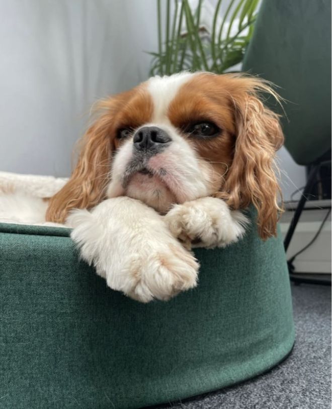 Ted the dog